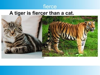 fierce
A tiger is fiercer than a cat.
 
