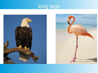long legs
 