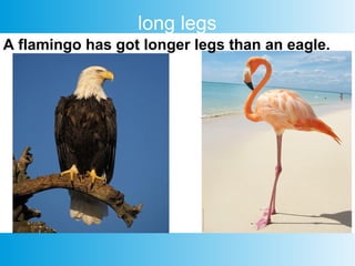 long legs
A flamingo has got longer legs than an eagle.
 