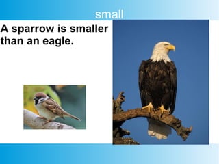 small
A sparrow is smaller
than an eagle.
 