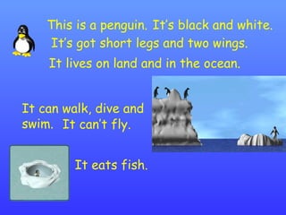 This is a penguin. It’s black and white. It’s got short legs and two wings. It lives on land and in the ocean. It can walk, dive and swim. It can’t fly. It eats fish. 
