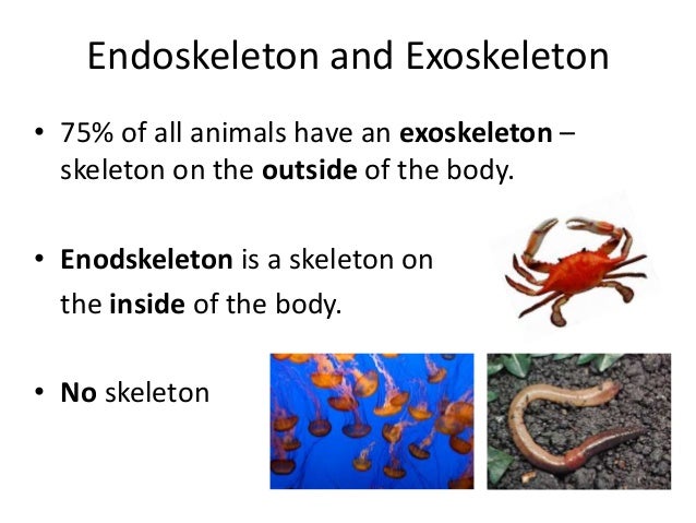 Which animals have no skeletons?