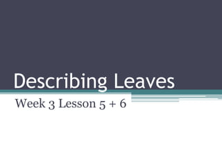 Describing Leaves 
Week 3 Lesson 5 + 6 
 