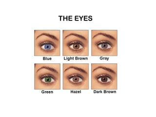 THE EYES
 
