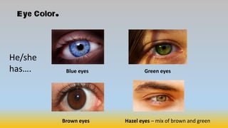 Eye Color.
Blue eyes Green eyes
Brown eyes Hazel eyes – mix of brown and green
He/she
has….
 