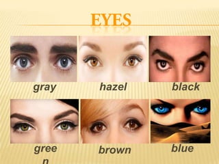 gray hazel black
gree brown blue
 