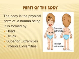 The body is the physical
form of a human being.
It is formed by:
 Head
 Trunk
 Superior Extremities
 Inferior Extremities.
PARTS OF THE BODY
Hea
d
Trunk
Superior
extremities
Inferior
extremities
 