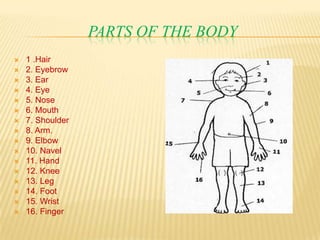 PARTS OF THE BODY
 1 .Hair
 2. Eyebrow
 3. Ear
 4. Eye
 5. Nose
 6. Mouth
 7. Shoulder
 8. Arm.
 9. Elbow
 10. Navel
 11. Hand
 12. Knee
 13. Leg
 14. Foot
 15. Wrist
 16. Finger
 