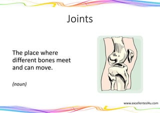 Joints
The place where
different bones meet
and can move.
(noun)
www.excellentesl4u.com
 