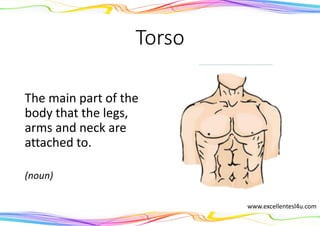 Torso
The main part of the
body that the legs,
arms and neck are
attached to.
(noun)
www.excellentesl4u.com
 