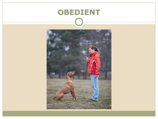 OBEDIENT
 