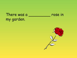 There was a _________ rose in
my garden.
 