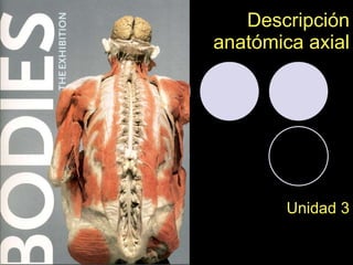 Descripción anatómica axial Unidad 3 