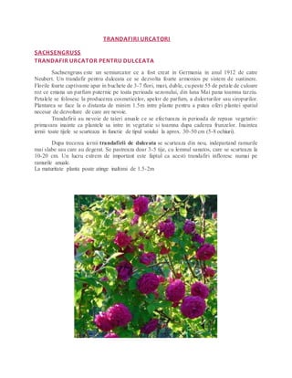TRANDAFIRI URCATORI
SACHSENGRUSS
TRANDAFIR URCATOR PENTRU DULCEATA
Sachsengruss este un semiurcator ce a fost creat in Germania in anul 1912 de catre
Neubert. Un trandafir pentru dulceata ce se dezvolta foarte armonios pe sistem de sustinere.
Florile foarte captivante apar in buchete de 3-7 flori, mari, duble, cu peste 55 de petale de culoare
roz ce emana un parfum puternic pe toata perioada sezonului, din luna Mai pana toamna tarziu.
Petalele se folosesc la producerea cosmeticelor, apelor de parfum, a dulceturilor sau siropurilor.
Plantarea se face la o distanta de minim 1.5m intre plante pentru a putea oferi plantei spatiul
necesar de dezvoltare de care are nevoie.
Trandafirii au nevoie de taieri anuale ce se efectueaza in perioada de repaus vegetativ:
primavara inainte ca plantele sa intre in vegetatie si toamna dupa caderea frunzelor. Inaintea
iernii toate tijele se scurteaza in functie de tipul soiului la aprox. 30-50 cm (5-8 ochiuri).
Dupa trecerea iernii trandafirii de dulceata se scurteaza din nou, indepartand ramurile
mai slabe sau care au degerat. Se pastreaza doar 3-5 tije, cu lemnul sanatos, care se scurteaza la
10-20 cm. Un lucru extrem de important este faptul ca acesti trandafiri infloresc numai pe
ramurile anuale.
La maturitate planta poate atinge inaltimi de 1.5-2m
 