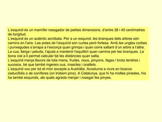 L’esquirol és un mamífer rosegador de petites dimensions, d’entre 38 i 45 centímetres
de longitud.
L’esquirol és un autèntic acròbata. Per a un esquirol, les branques dels arbres són
camins en l’aire. Les potes de l’esquirol són curtes però fortesa. Amb les ungles corbes
i punxegudes s’arrapa a l’escorça quan grimpa i quan corre saltant d’un arbre a l’altre.
La cua, llarga i peluda, l’ajuda a mantenir l’equilibri quan camina per les branques. La
bona vist a li permet calcular bé les distàncies quan salta.
L’esquirol menja llavors de tota mena, fruites, nous, pinyons, fages i brots tendres i
sucosos, bé que també ingereix ous, insectes i ocellets.
L’esquirol vou per tot el món excepte a Austràlia. Acostuma a viure en boscos
caducifolis o de coníferes (on trobem pins). A Catalunya, que hi ha moltes pinedes, hio
ha també esquirols, als quals agrada menjar i rosegar les pinyes.

 