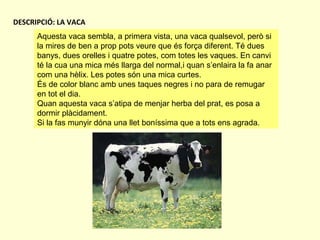 DESCRIPCIÓ: LA VACA
Aquesta vaca sembla, a primera vista, una vaca qualsevol, però si
la mires de ben a prop pots veure que és força diferent. Té dues
banys, dues orelles i quatre potes, com totes les vaques. En canvi
té la cua una mica més llarga del normal,i quan s’enlaira la fa anar
com una hèlix. Les potes són una mica curtes.
És de color blanc amb unes taques negres i no para de remugar
en tot el dia.
Quan aquesta vaca s’atipa de menjar herba del prat, es posa a
dormir plàcidament.
Si la fas munyir dóna una llet boníssima que a tots ens agrada.

 