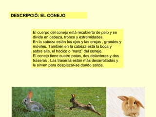 DESCRIPCIÓ: EL CONEJO

El cuerpo del conejo está recubierto de pelo y se
divide en cabeza, tronco y extremidades.
En la cabeza están los ojos y las orejas , grandes y
móviles. También en la cabeza está la boca y
sobre ella, el hocico o “nariz” del conejo.
El conejo tiene cuatro patas, dos delanteras y dos
traseras . Las traseras están más desarrolladas y
le sirven para desplazar-se dando saltos.

 