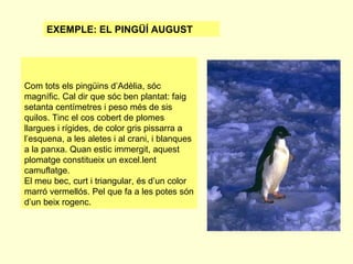 EXEMPLE: EL PINGÜÍ AUGUST

Com tots els pingüins d’Adèlia, sóc
magnífic. Cal dir que sóc ben plantat: faig
setanta centímetres i peso més de sis
quilos. Tinc el cos cobert de plomes
llargues i rígides, de color gris pissarra a
l’esquena, a les aletes i al crani, i blanques
a la panxa. Quan estic immergit, aquest
plomatge constitueix un excel.lent
camuflatge.
El meu bec, curt i triangular, és d’un color
marró vermellós. Pel que fa a les potes són
d’un beix rogenc.

 
