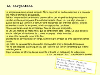 La sargantana
La sargantana és un animal simpàtic. No fa cap mal; es dedica solament a la caça de
tota mena d’animalets perjudicials.
Pel bon temps és fàcil de trobar-la prenent el sol per les pedres d’alguns marges o
parets i per llocs pedregosos. És molt desconfiada. Quan veu que algú s’atansa o
quan s’adona que la miren, s’esmuny amb lleugeresa per entre les pedres, dins les
esquerdes o forats de les parets, o bé s’amaga per les bardisses.
El seu cos llarg i estret és apropiat per ficar-se als seus amagatalls.
Té uns ulls menuts de molta finor, que de tant en tant obre i tanca. La seva boca és
ampla, i així pot alimentar-se de cuques, mosques i altres insectes.
La seva oïda percep la remor més lleu.
Els dits de les seves potes són llargs, i amb ells pot arrapar-se amb seguretat per les
parets.
Les potes de la sargantana són curtes comparades amb la llargada del seu cos.
Per no ser atrapada quan fuig, el seu cos i la seva cua fan un serpenteig que li dóna
més lleugeresa.
Si per un atzar se li trenca la cua, després el tros té un bellugueig de vida pròpia.
S.MALUQUER NICOLAU I A.PARRAMON TUBAU

La sar
gantan
a s’en
s’enfi
fila,
la par
et amu
de mos
nt;
ques e
n menj
i de m
a un m
osquit
unt
s una
pila.

 