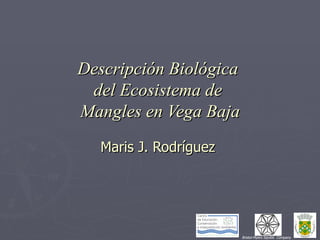 Descripción Biológica  del Ecosistema de  Mangles en Vega Baja Maris J. Rodríguez  Bristol-Myers Squibb  Company 