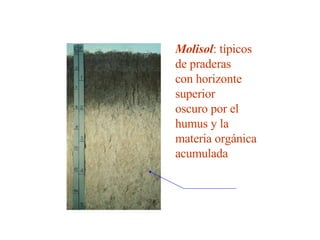 Molisol : típicos de praderas con horizonte superior oscuro por el humus y la materia orgánica acumulada 