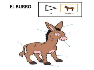 EL BURRO
 