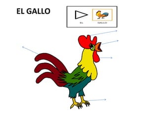 EL GALLO
 