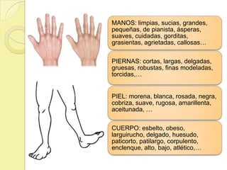 MANOS: limpias, sucias, grandes,
pequeñas, de pianista, ásperas,
suaves, cuidadas, gorditas,
grasientas, agrietadas, callosas…

PIERNAS: cortas, largas, delgadas,
gruesas, robustas, finas modeladas,
torcidas,…


PIEL: morena, blanca, rosada, negra,
cobriza, suave, rugosa, amarillenta,
aceitunada, …

CUERPO: esbelto, obeso,
larguirucho, delgado, huesudo,
paticorto, patilargo, corpulento,
enclenque, alto, bajo, atlético,…
 