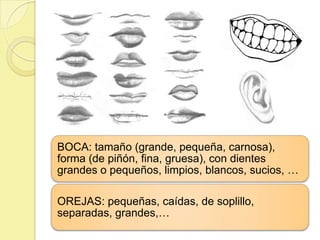 BOCA: tamaño (grande, pequeña, carnosa),
forma (de piñón, fina, gruesa), con dientes
grandes o pequeños, limpios, blancos, sucios, …

OREJAS: pequeñas, caídas, de soplillo,
separadas, grandes,…
 