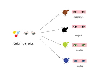 Color de ojos
marrones
negros
verdes
azules