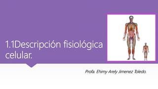 1.1Descripción fisiológica
celular.
Profa. Ehimy Arely Jimenez Toledo.
 