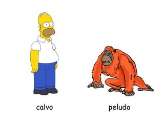 calvo peludo 