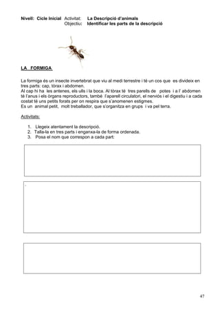 47
Nivell: Cicle Inicial Activitat: La Descripció d’animals
Objectiu: Identificar les parts de la descripció
LA FORMIGA
La formiga és un insecte invertebrat que viu al medi terrestre i té un cos que es divideix en
tres parts: cap, tòrax i abdomen.
Al cap hi ha les antenes, els ulls i la boca. Al tòrax té tres parells de potes i a l’ abdomen
té l’anus i els òrgans reproductors, també l’aparell circulatori, el nerviós i el digestiu i a cada
costat té uns petits forats per on respira que s’anomenen estigmes.
Es un animal petit, molt treballador, que s’organitza en grups i va pel terra.
Activitats:
1. Llegeix atentament la descripció.
2. Talla-la en tres parts i enganxa-la de forma ordenada.
3. Posa el nom que correspon a cada part:
.
 