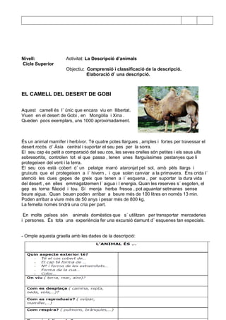 79
Nivell:
Cicle Superior
Activitat: La Descripció d’animals
Objectiu: Comprensió i classificació de la descripció.
Elaboració d´ una descripció.
EL CAMELL DEL DESERT DE GOBI
Aquest camell és l´ únic que encara viu en llibertat.
Viuen en el desert de Gobi , en Mongòlia i Xina .
Queden pocs exemplars, uns 1000 aproximadament.
És un animal mamífer i herbívor. Té quatre potes llargues , amples i fortes per travessar el
desert rocós d´ Àsia central i suportar el seu pes per la sorra.
El seu cap és petit a comparació del seu cos, les seves orelles són petites i els seus ulls
sobresortits, controlen tot el que passa , tenen unes llarguíssimes pestanyes que li
protegeixen del vent i la terra.
El seu cos està cobert d´ un pelatge marró ataronjat pel sol, amb pèls llargs i
gruixuts que el protegeixen a l´ hivern , i que solen canviar a la primavera. Ens crida l´
atenció les dues gepes de greix que tenen a l´ esquena , per suportar la dura vida
del desert , en elles emmagatzemen l´ aigua i l energia. Quan les reserves s´ esgoten, el
gep es torna flàccid i tou. Sí menja herba fresca , pot aguantar setmanes sense
beure aigua. Quan beuen poden arribar a beure més de 100 litres en només 13 min.
Poden arribar a viure més de 50 anys i pesar més de 800 kg.
La femella només tindrà una cria per part.
En molts països són animals domèstics que s´ utilitzen per transportar mercaderies
i persones. És tota una experiència fer una excursió damunt d´ esquenes tan especials.
- Omple aquesta graella amb les dades de la descripció:
 