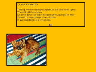 LA MEVA MASCOTA Té el cap rodó i les orelles punxegudes. Els ulls els té rodons i grocs. Té molt de pèl i la cua petita. Les cames curtes i les ungles molt punxegudes, igual que les dents . És marró i té taques blanques i es   molt petita . El que li agrada més és la seva piloteta. Pol 