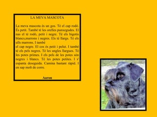 LA MEVA MASCOTA La meva mascota és un gos. Té el cap rodó. És petit. També té les orelles punxegudes. El nas el té rodó, petit i negre. Té els bigotis blancs,marrons i negres. Els té llargs. Té els ulls marrons. I també  el cap negre. El cos és petit i pelut. I també té els pels negres. Té les ungles llargues. Té les potes primes. I els pels de les potes són negres i blancs. Té les potes petites. I s' espanta deseguida. Camina bastant ràpid. I en sap molt de corre. Aaron 