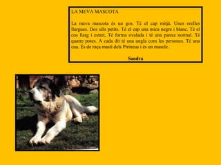 LA MEVA MASCOTA La meva mascota és un gos. Té el cap mitjà. Unes orelles llargues. Dos ulls petits. Té el cap una mica negre i blanc. Té el cos llarg i estret, Té forma ovalada i té una panxa normal. Té quatre potes. A cada dit té una ungla com les persones. Té una cua. És de raça mastí dels Pirineus i és un mascle. Sandra 