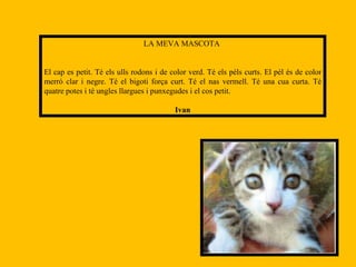 LA MEVA MASCOTA  El cap es petit. Té els ulls rodons i de color verd. Té els pèls curts. El pèl és de color merró clar i negre. Té el bigoti força curt. Té el nas vermell. Té una cua curta. Té quatre potes i té ungles llargues i punxegudes i el cos petit. Ivan 