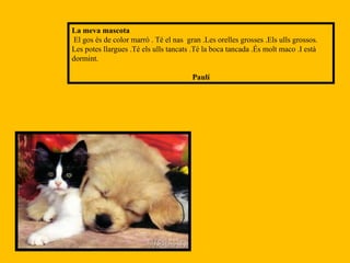 La meva mascota El gos és de color marró . Té el nas  gran .Les orelles grosses .Els ulls grossos. Les potes llargues .Té els ulls tancats .Té la boca tancada .És molt maco .I està dormint.  Paulí 