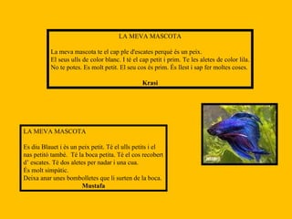 LA MEVA MASCOTA La meva mascota te el cap ple d'escates perquè és un peix. El seus ulls de color blanc. I té el cap petit i prim. Te les aletes de color lila. No te potes. Es molt petit. El seu cos és prim. És llest i sap fer moltes coses. Krasi LA MEVA MASCOTA Es diu Blauet i és un peix petit. Té el ulls petits i el nas petitó també.  Té la boca petita. Té el cos recobert d’ escates. Té dos aletes per nadar i una cua. És molt simpàtic. Deixa anar unes bombolletes que li surten de la boca.  Mustafa 