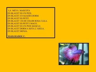 LA  MEVA  MASCOTA EN BLAUET ES UN PEIX. EN BLAUET AVAGADES DORM. EN BLAUET ES PETIT. EN BLAUET  ES DE COLOR ROSA I LILA. EN BLAUET ES PETIT I MACO. EN BLAUET ES UN PEIX MASCLE. EN BLAUET DORM A SOTA L’AIGUA. EN BLAUET MENJA. MAHAMADOU C. 