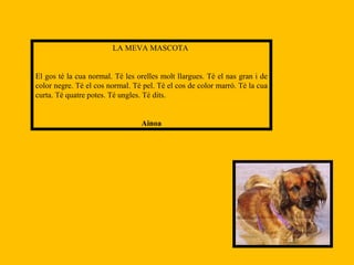 LA MEVA MASCOTA  El gos té la cua normal. Té les orelles molt llargues. Té el nas gran i de color negre. Té el cos normal. Té pel. Té el cos de color marró. Té la cua curta. Té quatre potes. Té ungles. Té dits. Ainoa 