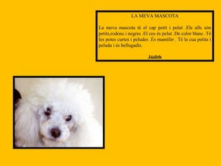 LA MEVA MASCOTA La meva mascota té el cap petit i pelut .Els ulls són petits,rodons i negres .El cos és pelut .De color blanc .Té les potes curtes i peludes .És mamífer . Té la cua petita i peluda i és bellugadís. Júdith 