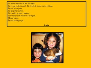 La meva mascota és diu Pixurrin. Té el cap rodó i marró. Té el pèl de color marró i blanc. És una mica gras. Té les potes curtes. Té els ulls negres i rodons. Les orelles són rodones i té bigoti. Menja pinso. És un conill porquí. Lídia 