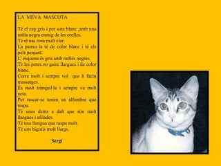 LA  MEVA  MASCOTA Té el cap gris i per sota blanc ,amb una ratlla negra enmig de les orelles. Té el nas rosa molt clar. La panxa la té de color blanc i té els pels penjant. L' esquena és gris amb ratlles negres. Té les potes no gaire llargues i de color blanc. Corre molt i sempre vol  que li facin massatges. És molt tranquil·la i sempre va molt neta. Per rascar-se tenim un alfombra que raspa. Té unes dents a dalt que són molt llargues i afilades. Té una llengua que raspa molt. Té uns bigotis molt llargs. Sergi 