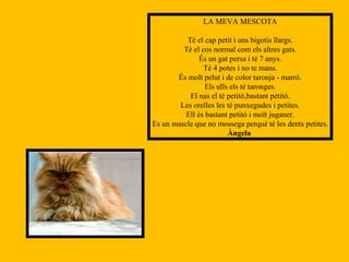 LA MEVA MESCOTA Té el cap petit i uns bigotis llargs. Té el cos normal com els altres gats. És un gat persa i té 7 anys. Té 4 potes i no te mans. És molt pelut i de color taronja - marró. Els ulls els té taronges. El nas el té petitó,bastant petitó. Les orelles les té punxegudes i petites. Ell és bastant petitó i molt juganer. Es un mascle que no mossega perquè té les dents petites. Àngela  