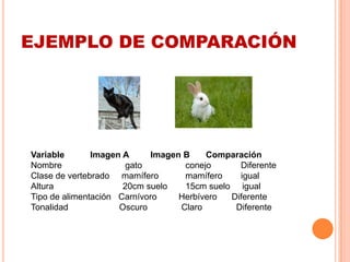EJEMPLO DE COMPARACIÓN
Variable Imagen A Imagen B Comparación
Nombre gato conejo Diferente
Clase de vertebrado mamífero mamífero igual
Altura 20cm suelo 15cm suelo igual
Tipo de alimentación Carnívoro Herbívero Diferente
Tonalidad Oscuro Claro Diferente
 