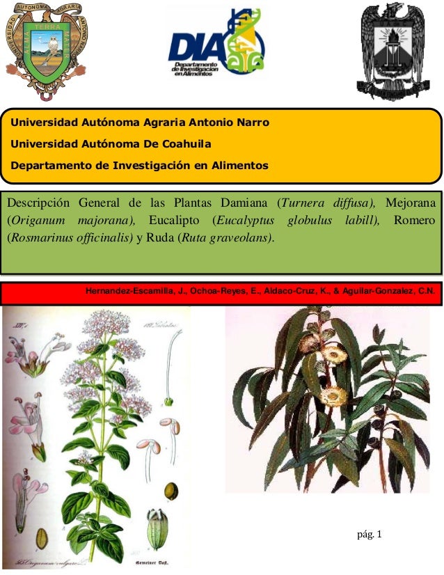 Descripcion General De Damiana Mejorana Eucalipto Romero Y Ruda