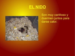 EL NIDO
     Son muy cariñoso y
     duermen juntos para
     darse calor.
 