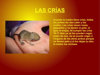 LAS CRÍAS
     Cuando la madre tiene crías, todos
     los jerbos les dan calor y los
     cuidan. Las crías nacen rosas,
     pequeños y no tienen ni pelo, ni
     ojos ni orejas. Al cumplir las crías
     10-11 días ya se les pueden coger,
     antes de eso, no se puede coger a
     ninguno de los otros jerbos porque
     no tienen pelo y si les dejas tu olor,
     la madre los rechaza.
 
